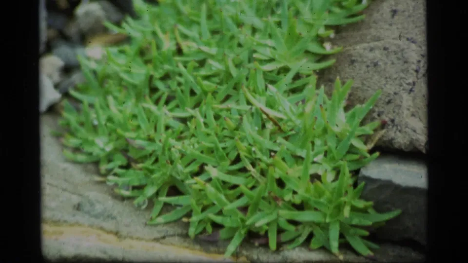 Super 8 close-up of dense green moss or low plants filling the frame between rock surfaces in Alaska.