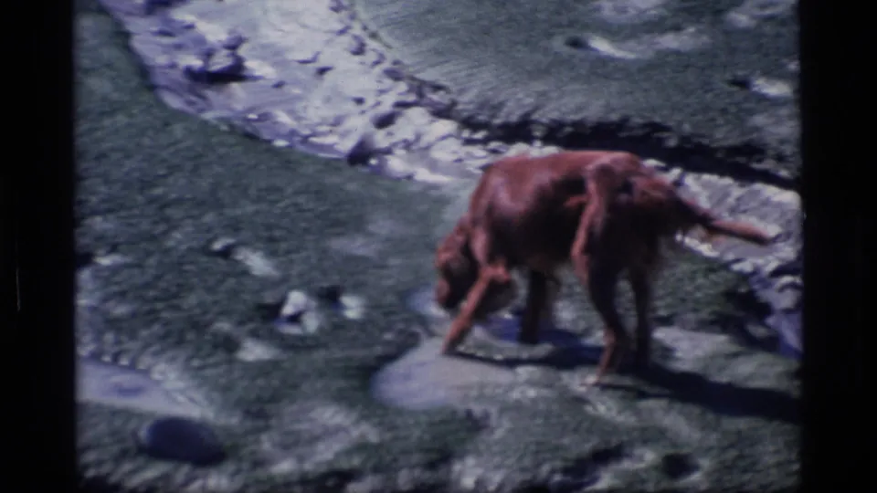 Brown dog explores a rocky Alaskan streambed in soft 8mm home-movie footage from 1977.