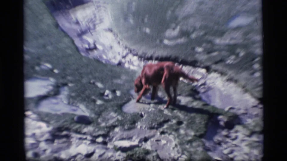 The dog continues across rocky mossy ground beside a pale water channel in 1977 Alaska home-movie footage.