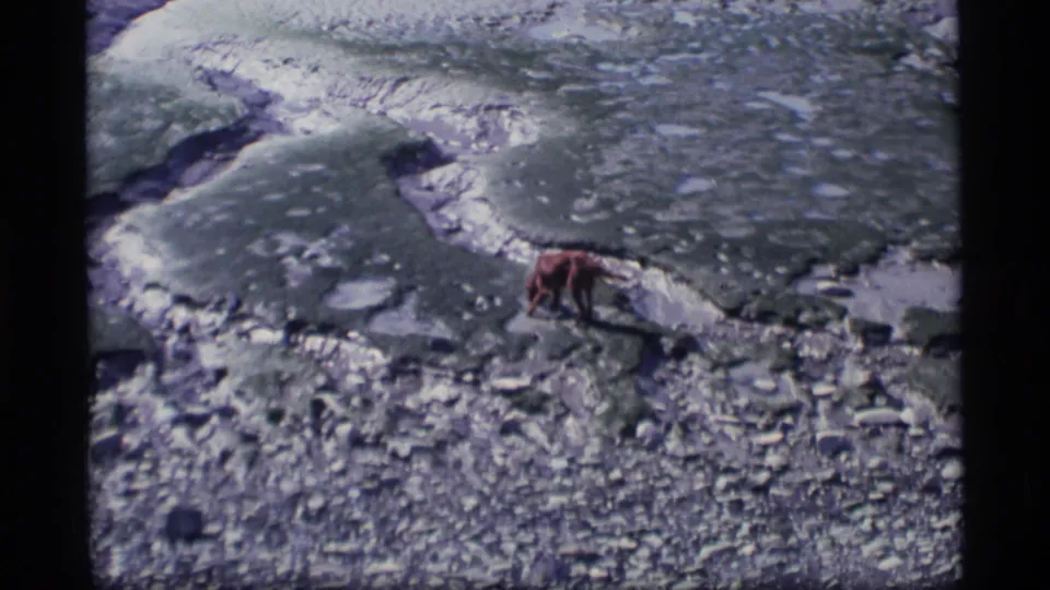 Wide 1977 Alaska home-movie frame with a small brown dog among rocks, moss, and shallow branching water.