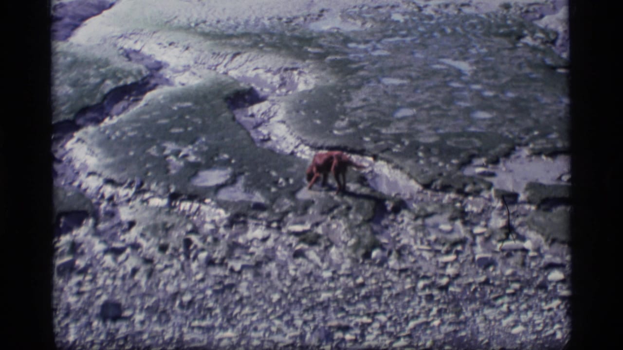 Lone animal on rocky ground near water or ice.