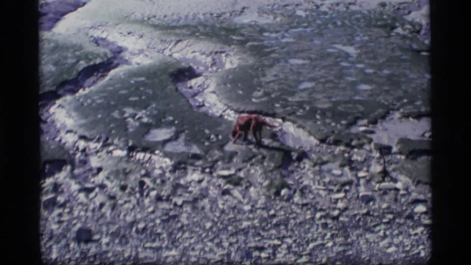 A lone animal, possibly a bear, moves across rocky terrain in Alaska travel footage from the 1977 clip metadata.