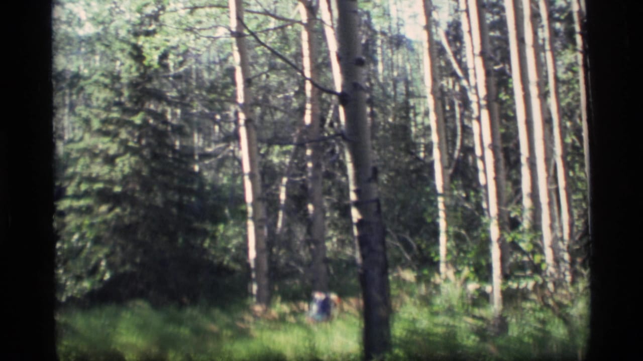 Small figure walking through a green forest with tall pale tree trunks.