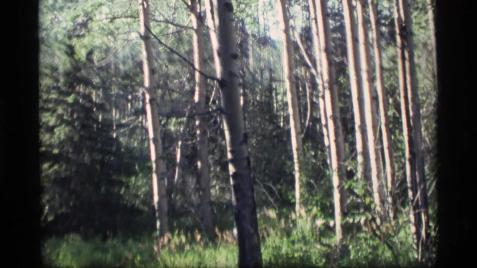 1977 Alaska 8mm frame looking into a dense stand of aspens and evergreens, with tall grass and brush filling the forest floor.