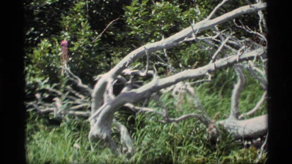 1977 Alaska 8mm frame showing a pale fallen tree or large branch across dense green undergrowth in a wooded setting.