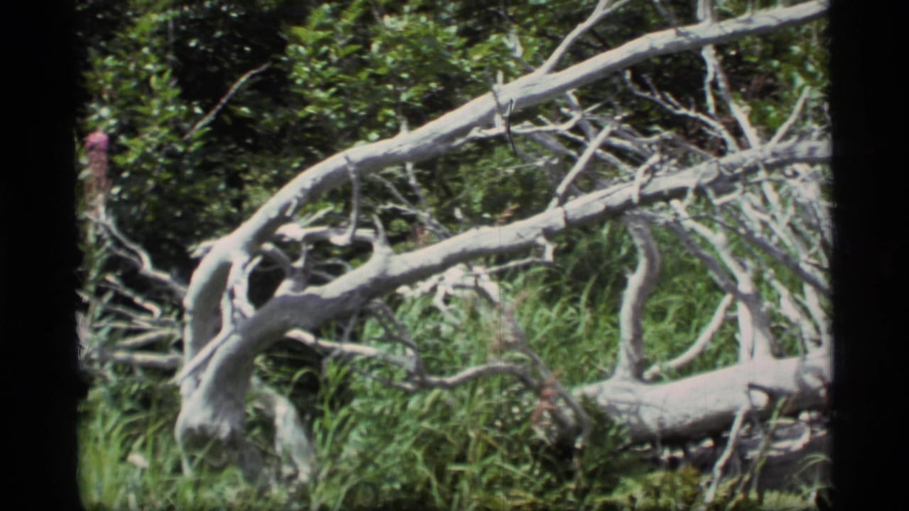 Bleached fallen tree limbs lying across dense green forest undergrowth.