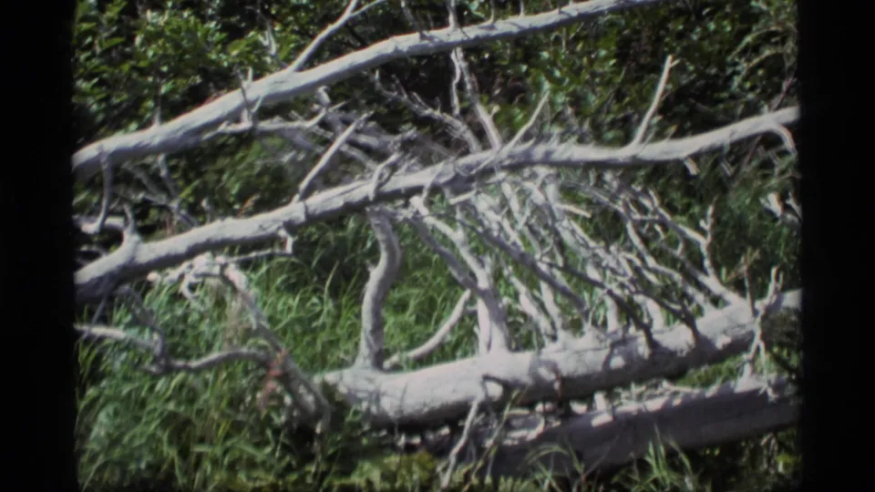 Home-movie view of a fallen Alaskan tree, with light bark and tangled limbs cutting across green forest plants.