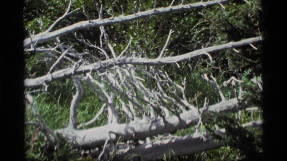 1977 Alaska forest frame showing bleached branches and a fallen trunk crossing mossy green undergrowth.