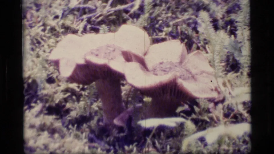 Close 8mm view of large mushrooms with pinkish caps growing among moss and pine needles in an Alaskan forest.