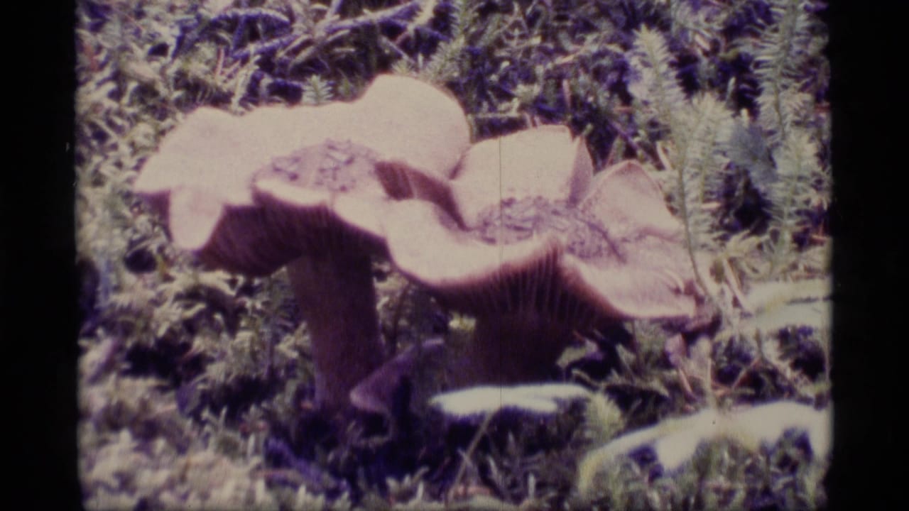 Pinkish mushrooms growing among moss and small forest plants.