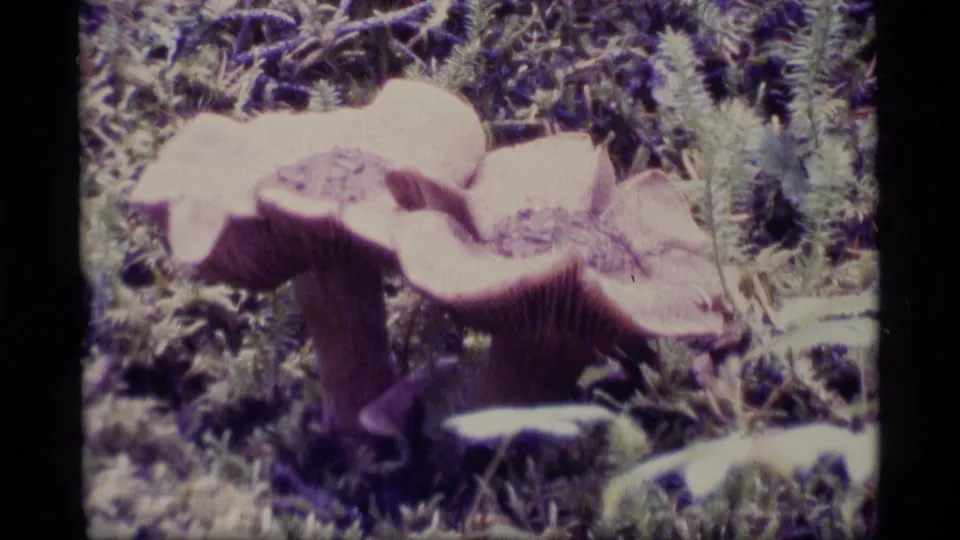 1977 Alaska home-movie frame with pale pink mushrooms filling the foreground against a green mossy forest floor.
