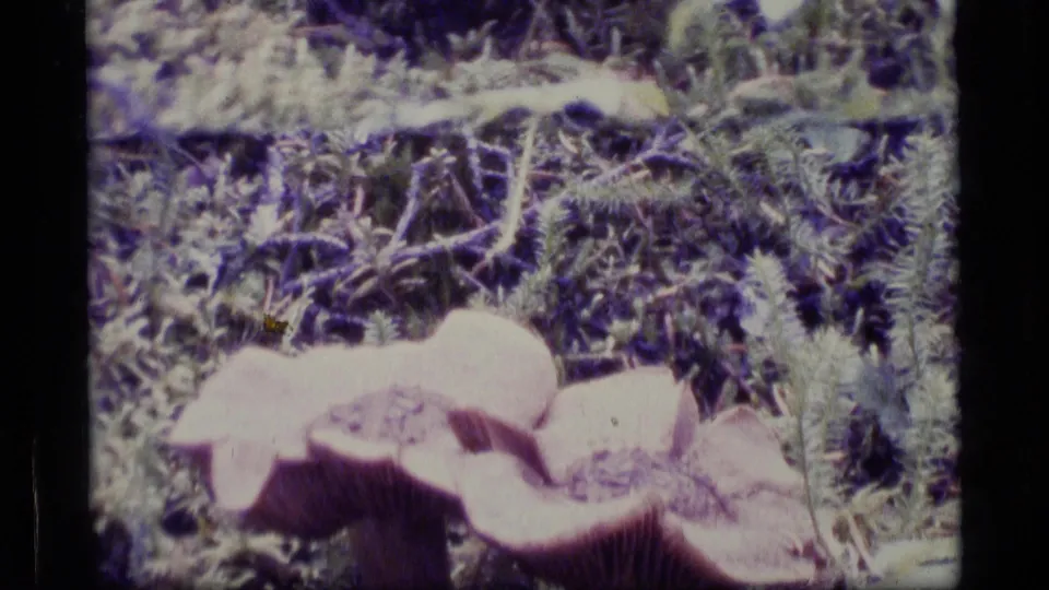 Soft 8mm frame from 1977 Alaska showing large pinkish mushrooms low in moss and small forest plants.