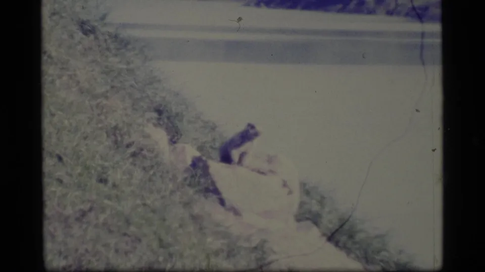 A small animal, possibly a marmot, appears on a grassy Alaska slope beside pale rocks or snow in the final 8mm frame.