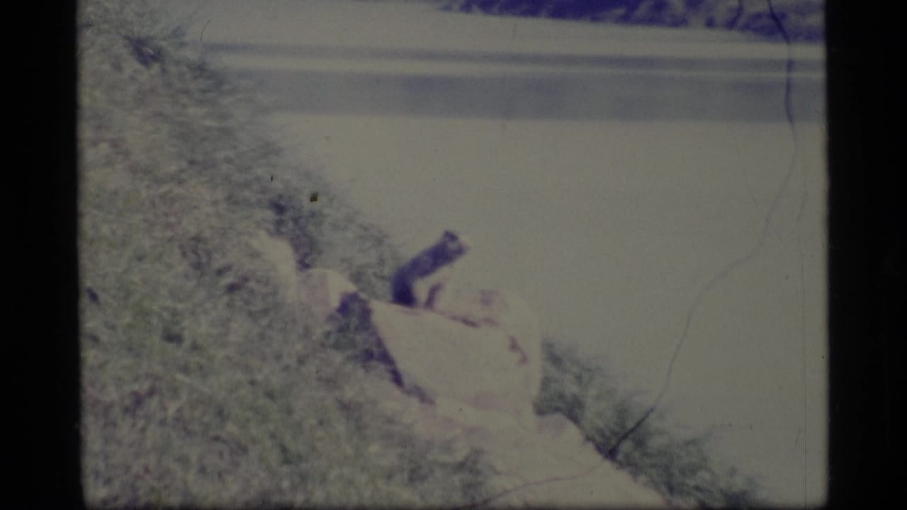 1977 Alaska 8mm frame showing a small dark animal near a pale rock on a grassy riverbank.