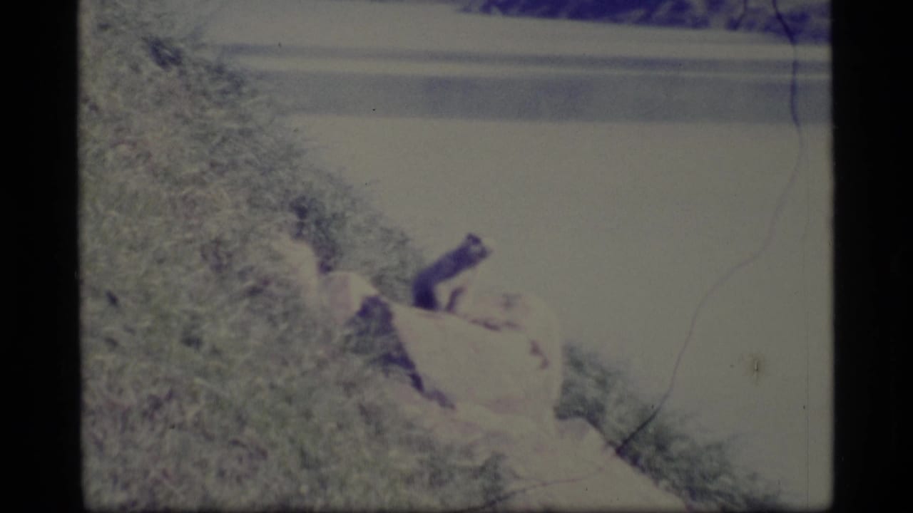 Dark animal remains by the rock with river water behind it.