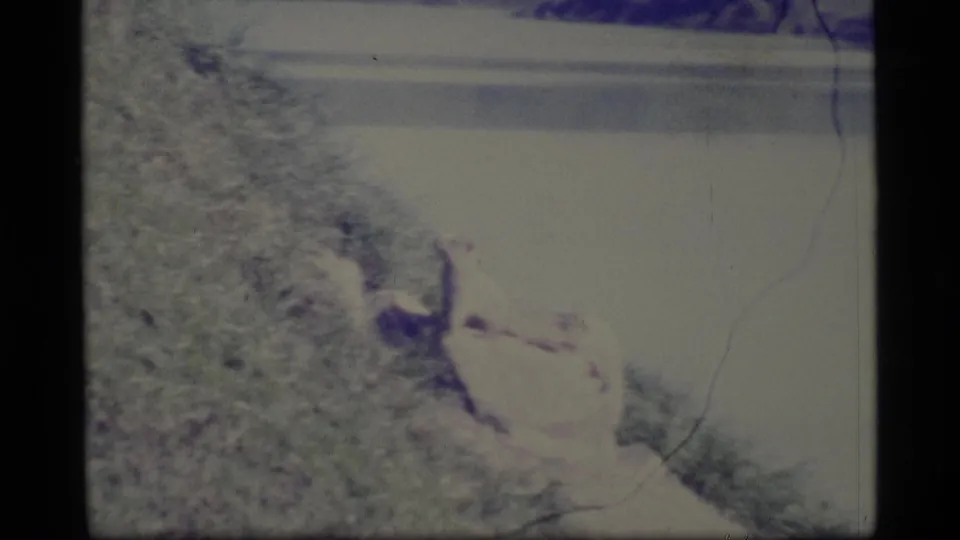 Washed 1977 Alaska home-movie frame with the animal partly hidden beside grass, rock, and river.