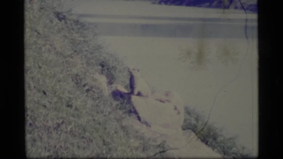 Final 8mm frame showing a faint dark animal shape near a pale rock on an Alaska riverbank.