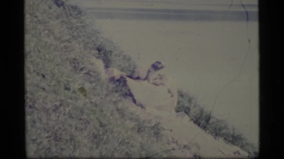 1977 Alaska 8mm frame with a grassy bank near water, softened by color fading and handheld home-movie exposure.