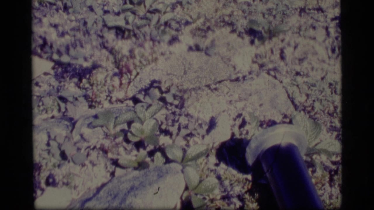1977 Alaska home-movie frame showing a dark tube or pipe angled from rocky, snow-dusted ground amid low green vegetation.