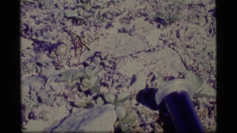 1977 Alaska 8mm frame with a close view of a dark tube emerging from rough ground, surrounded by plants, rocks, and snow-dusted patches.
