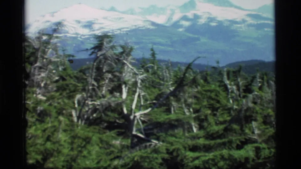1977 Alaska home-movie view of dense evergreens and weathered pale trunks beneath distant snow-covered mountains and bright sky.