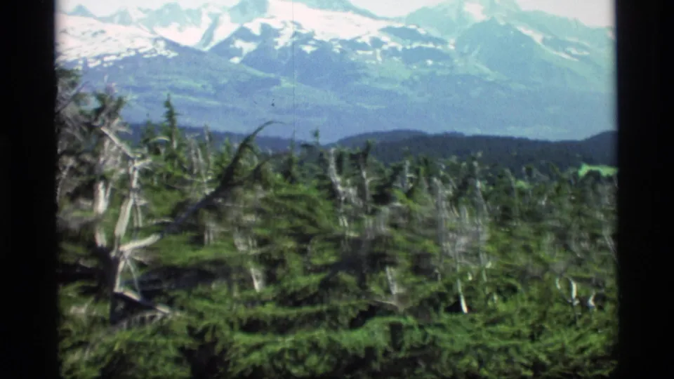 1977 Alaska 8mm frame showing a snowy mountain range beyond green evergreen forest and pale standing trunks in a remote-looking landscape.
