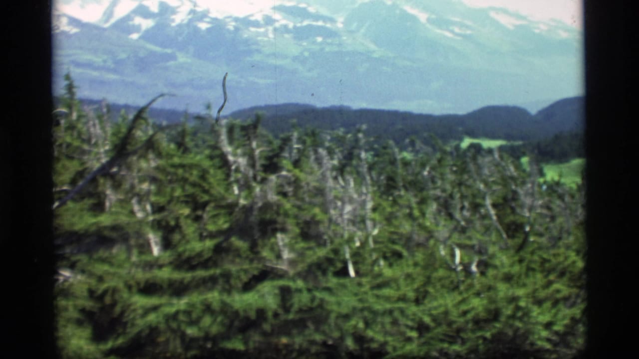 Evergreen forest below distant snow-capped mountains under a pale sky.