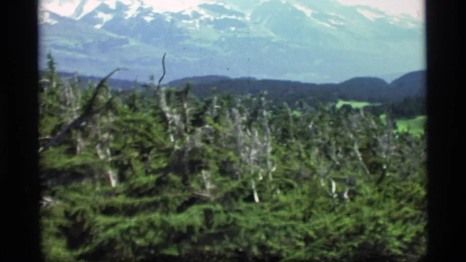 1977 Alaska 8mm frame showing dense evergreen forest, pale dead trunks, green slopes, and distant snow-capped mountain ridges.