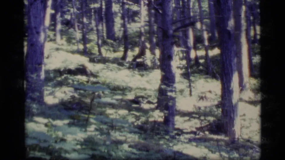 1977 Alaska 8mm frame showing a wooded forest interior with tall trunks, uneven ground, and bright dappled sunlight.