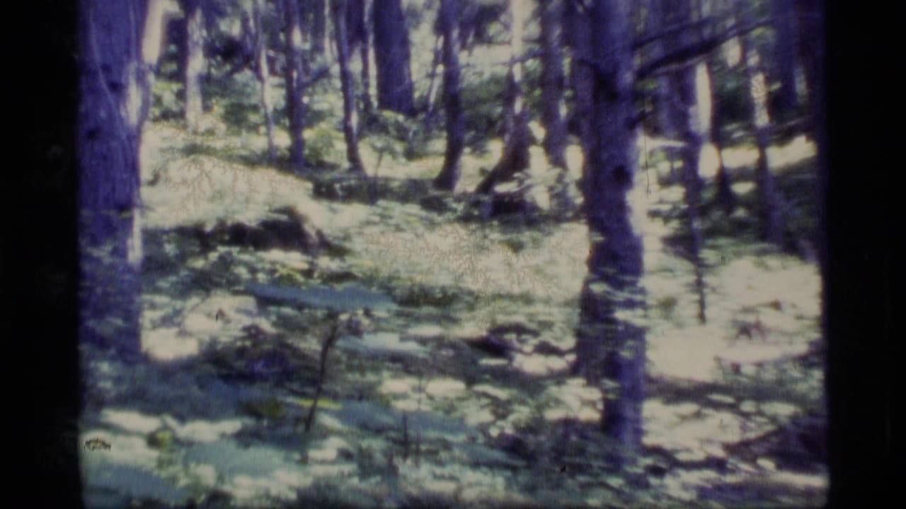 Sun-dappled forest floor with tall tree trunks and scattered low vegetation.