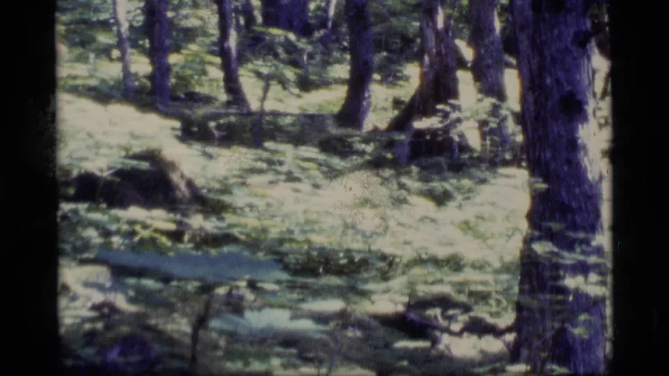 1977 Alaska Super 8 frame of a wooded area with tall trunks, roots or fallen material, and high-contrast sunlight on the forest floor.