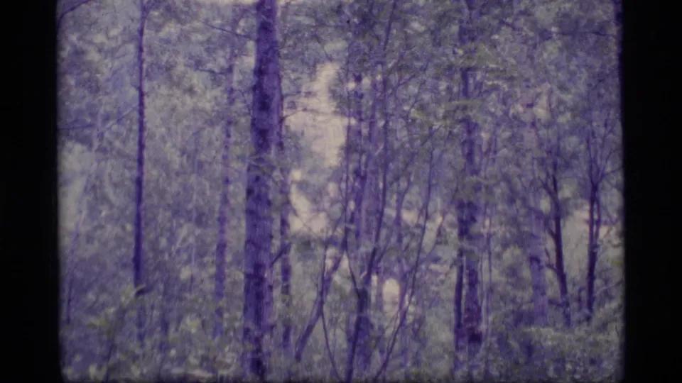 1977 Alaska 8mm frame looking into dense evergreen woods with soft focus, grain, and blue-purple color shift.