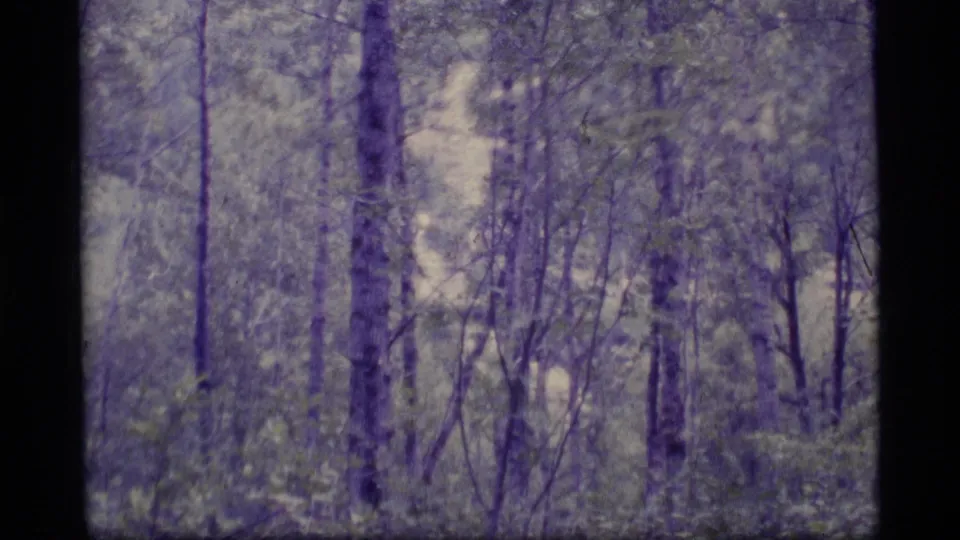 1977 Alaska 8mm frame of dense forest undergrowth and tall trunks, with aged color shift and handheld softness.