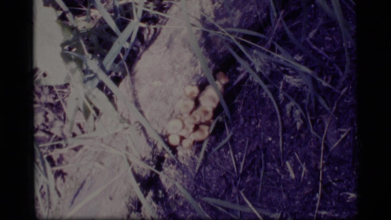 Small mushrooms growing beside a tree base with grass and dark soil in soft 8mm focus.