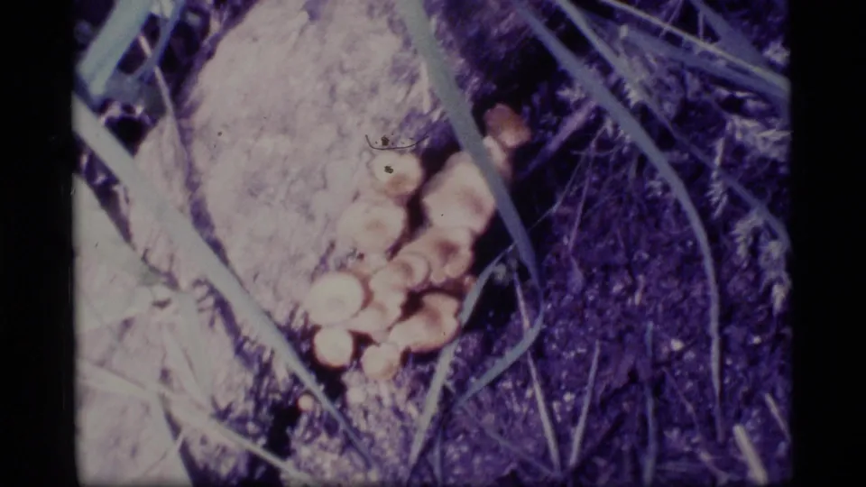 1977 Alaska home-movie frame with the camera closer on pale mushrooms beside a tree base, crossed by grass stems.