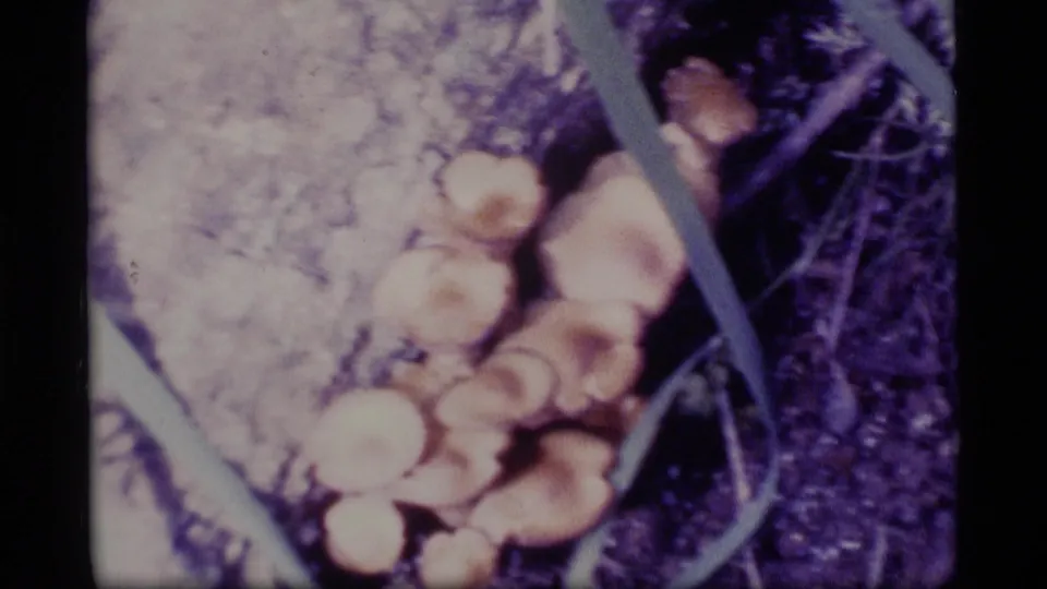 1977 Alaska 8mm close-up of pale mushrooms near a tree base, rendered with soft focus and visible film grain.