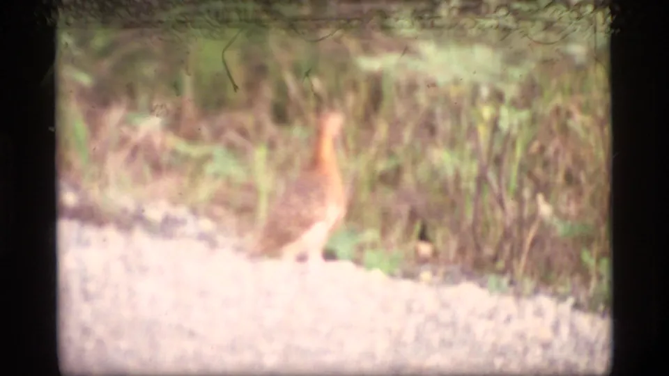 1977 Alaska 8mm frame with a brown bird, likely a hen or grouse-like bird, standing beside dense grass and a gravel path.