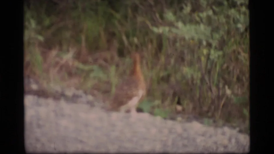 1977 Alaska home-movie frame showing a blurred brown bird on a gravel surface beside thick green and brown vegetation.