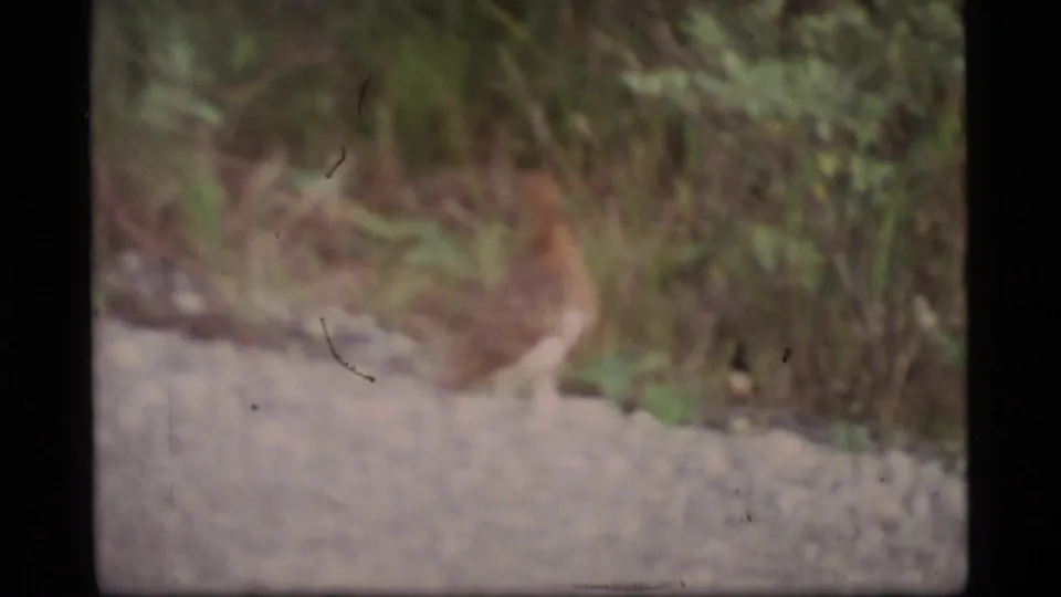 1977 Alaska 8mm frame of a brown bird at the forest edge, partially softened by focus and film grain.