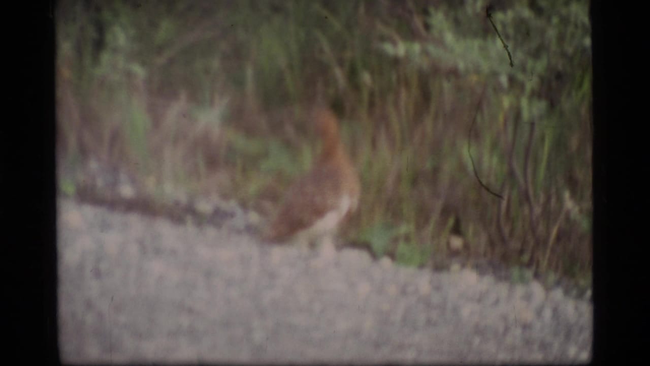 Small bird walking on a gravel path beside dense brush.