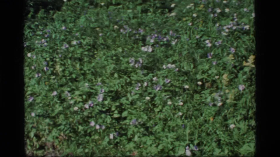1977 Alaska 8mm frame showing dense green vegetation with small purple and white wildflowers near the ground.
