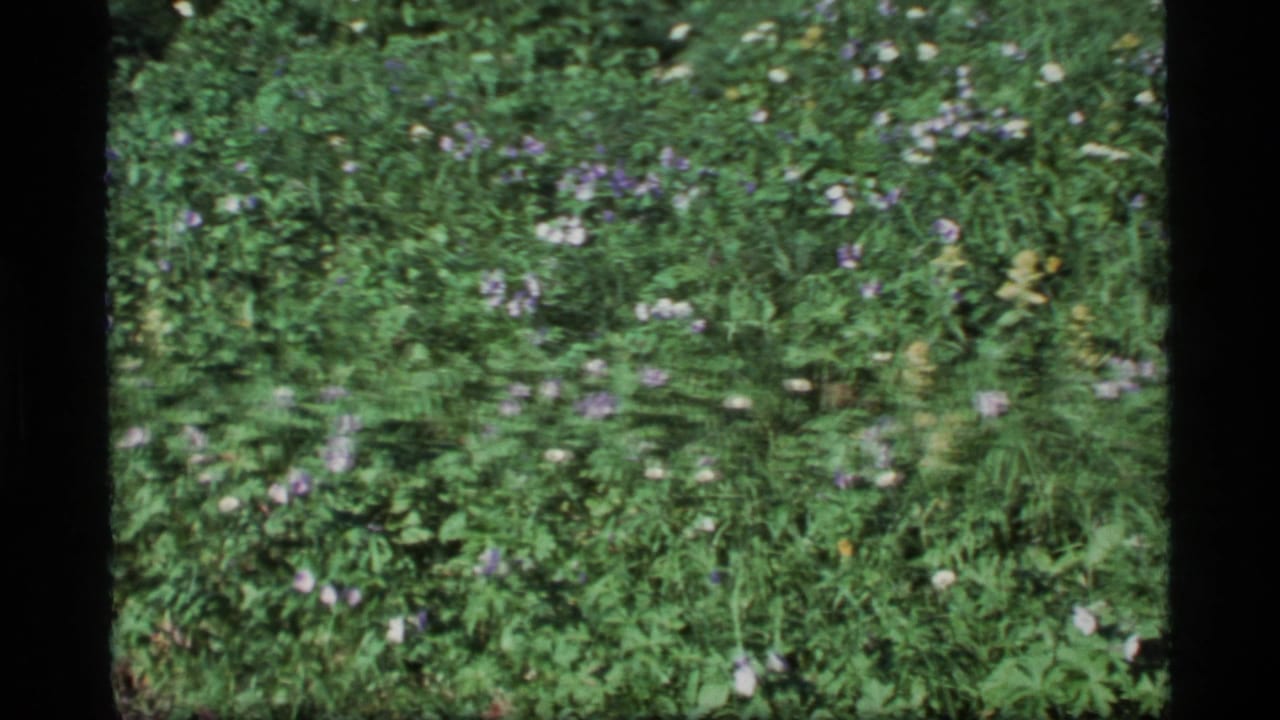 Dense green meadow foliage with small purple and white wildflowers.
