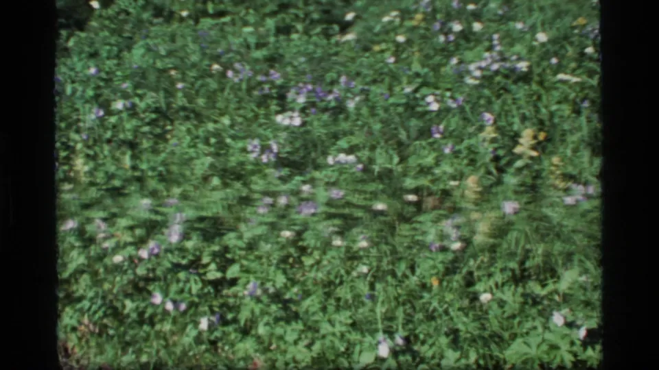 1977 Alaska 8mm frame showing dense green plants and scattered purple and white wildflowers in a meadow.