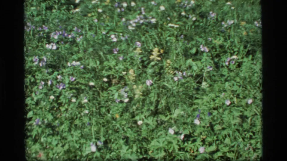 1977 Alaska home-movie frame with thick meadow growth and scattered pale purple and white wildflowers.