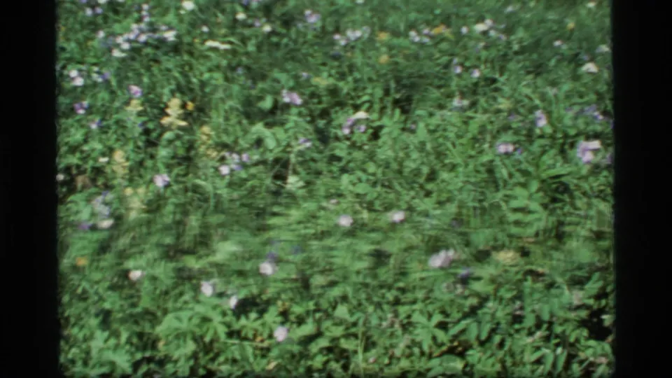Soft 1977 Alaska 8mm frame showing leafy meadow plants, small flowers, and a few yellow highlights.