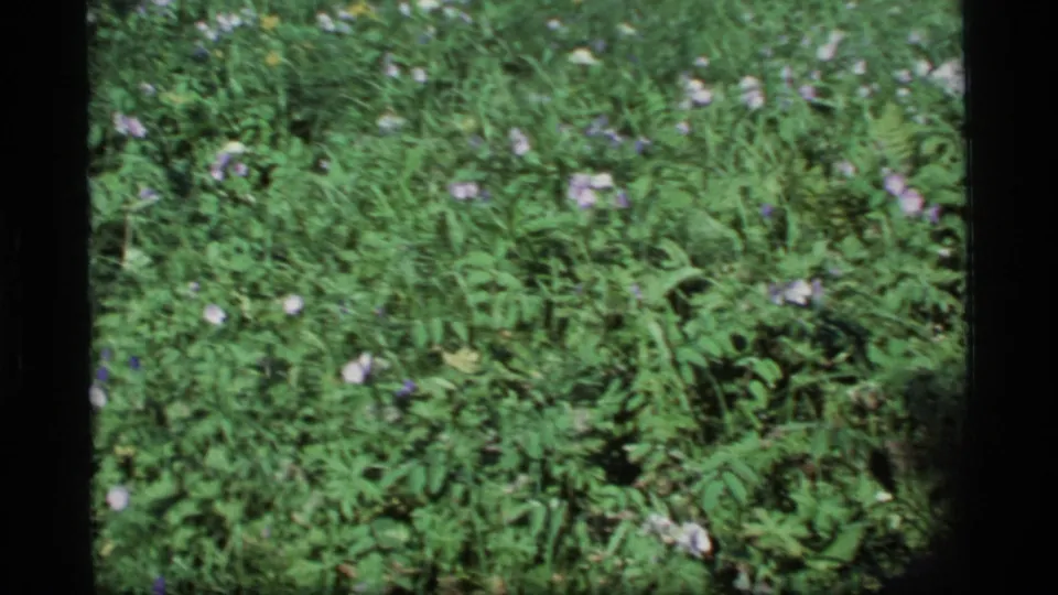 1977 Alaska home-movie frame of lush green meadow vegetation with scattered purple and white blossoms.