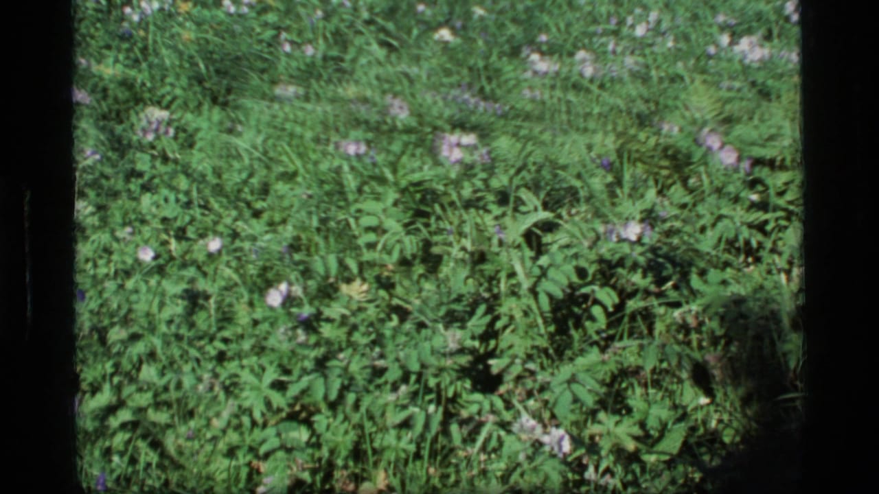 Tall green meadow grass with small pale wildflowers framed by dark film borders.