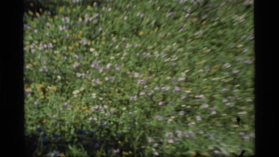 1977 Alaska 8mm frame with a close meadow view of grasses and small purple, yellow, and white wildflowers.