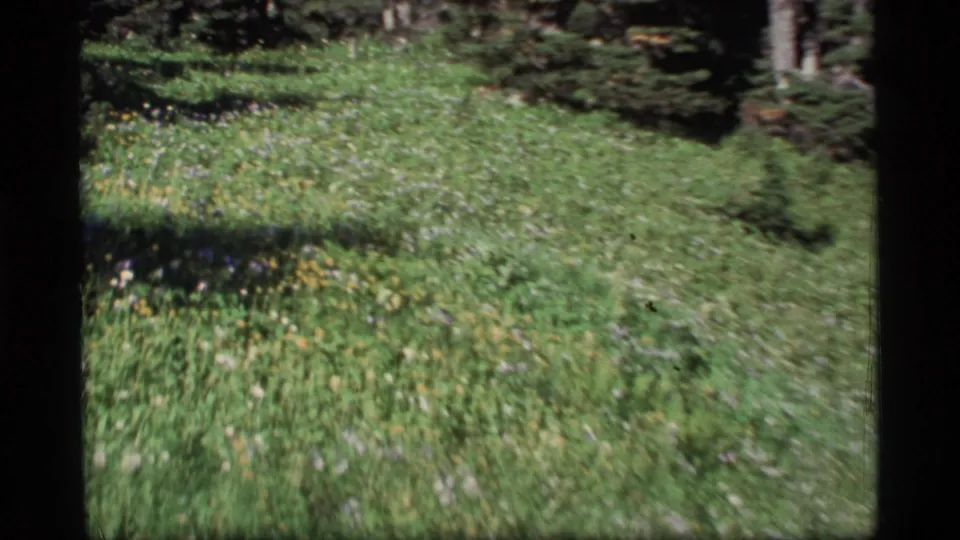 1977 Alaska 8mm frame showing a sunlit wildflower meadow with darker forest shadows and tree trunks beyond.