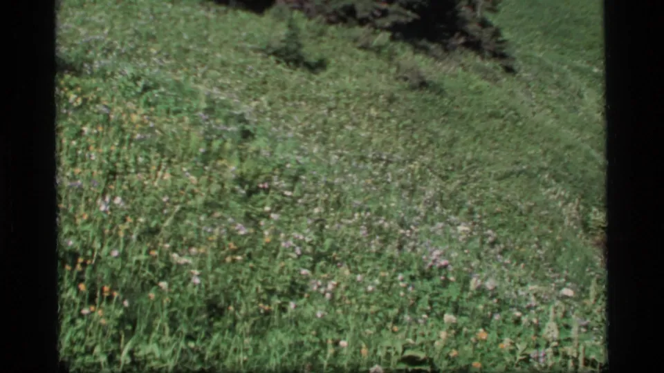 1977 Alaska 8mm frame of a sloped green meadow with scattered wildflowers and darker vegetation at the upper edge.
